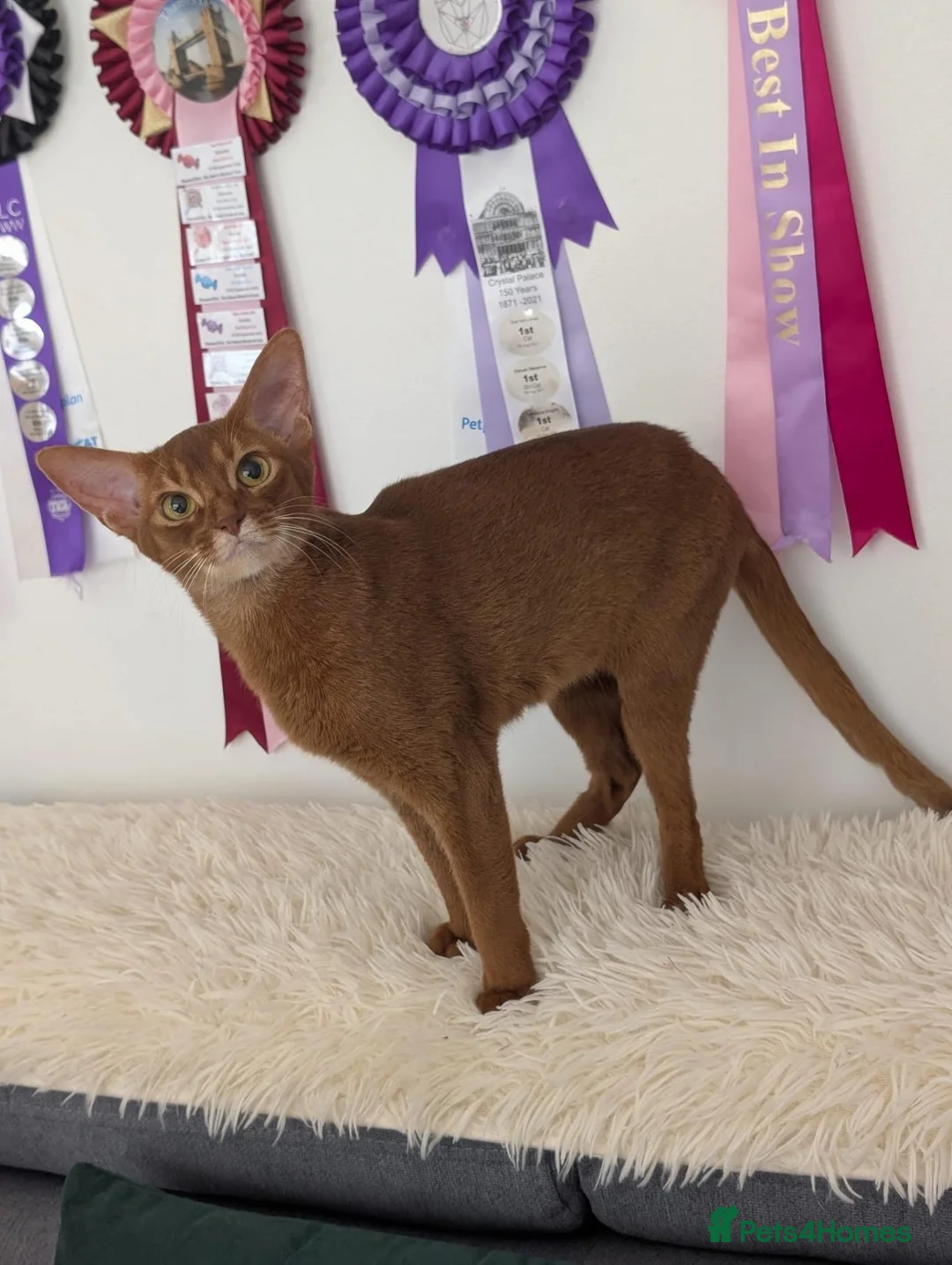 Abyssinian cats for sale: Stunning Female for Breeding  - Advert 2