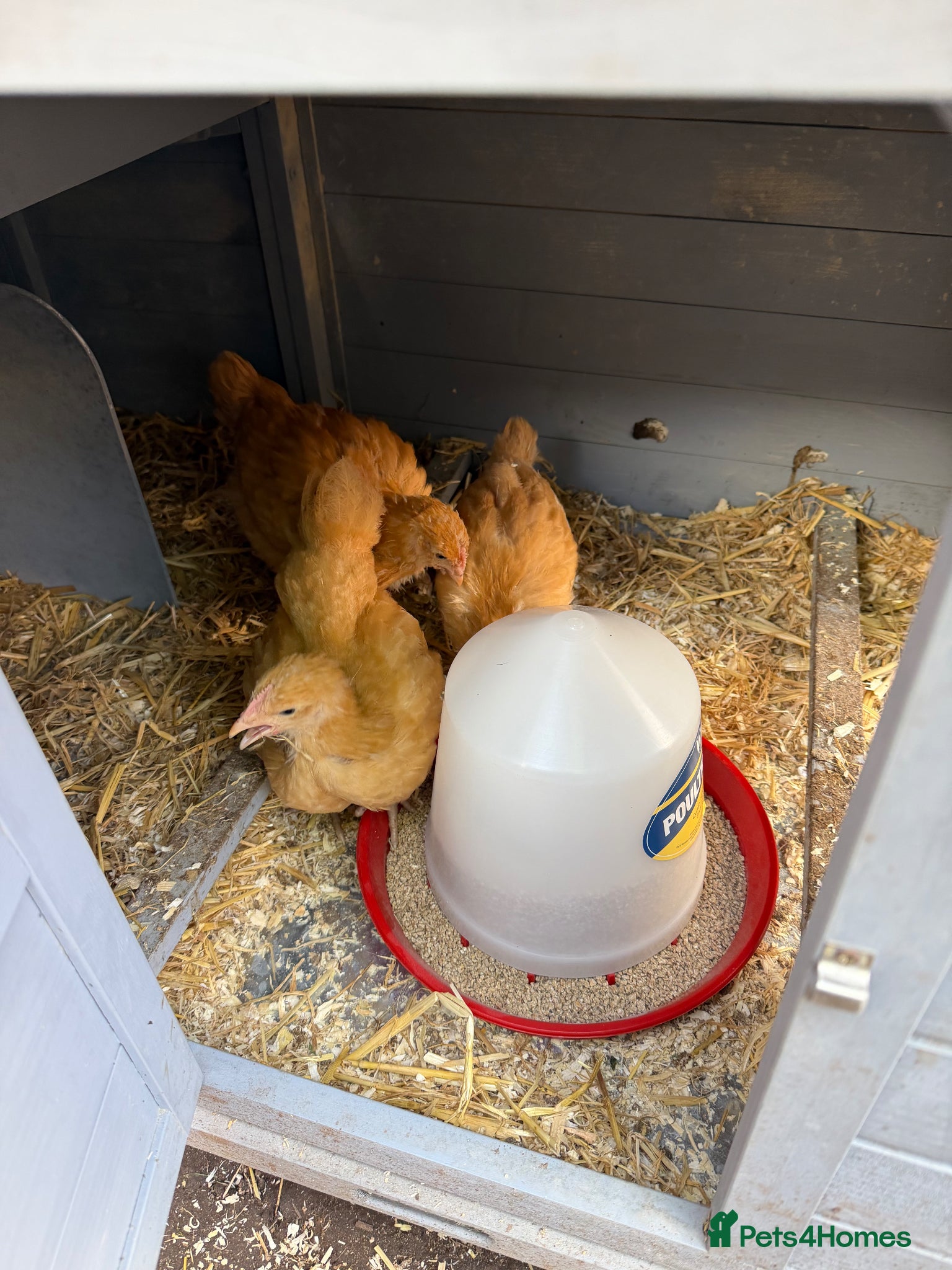 Chickens poultry 3 buff Orpington chicks left unsexed - Advert 1
