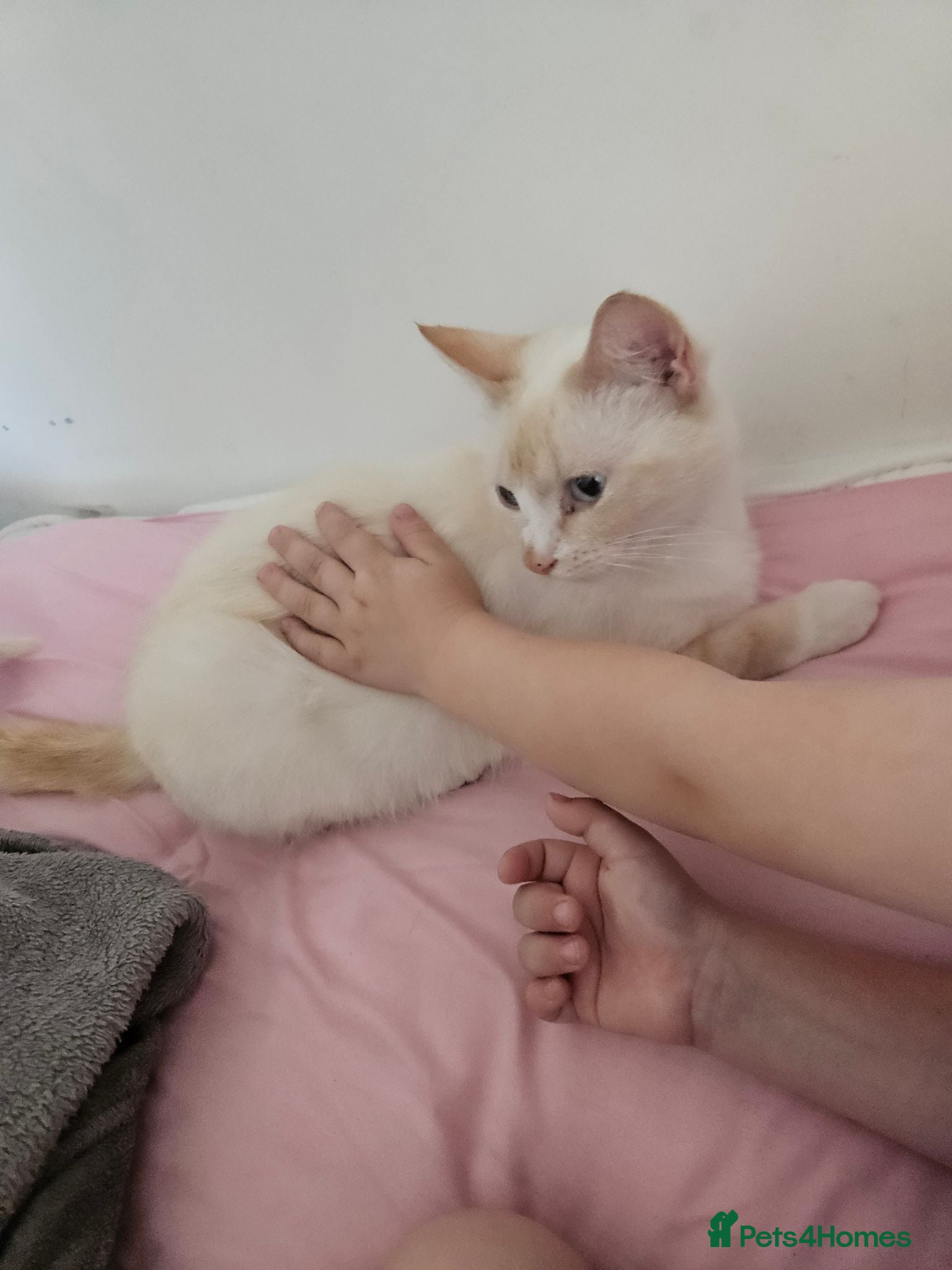 Mixed Breed cats Lovely cat - Advert 5