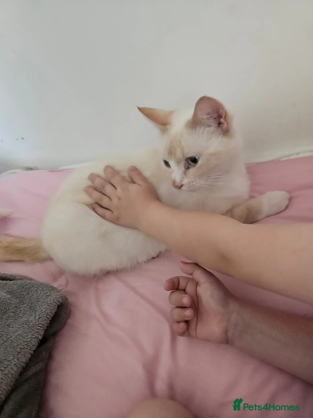 Mixed Breed cats for sale: Lovely cat in Aylesford - Advert 1