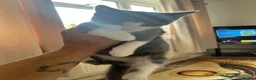 Mixed Breed cats for sale: 3 Male tabby kittens  - Advert 6