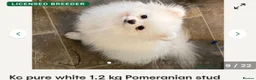Pomeranian dogs for sale: Last little girl pomeranian puppy  - Advert 11