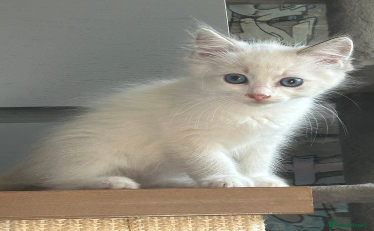Ragdoll cats - Advert 2