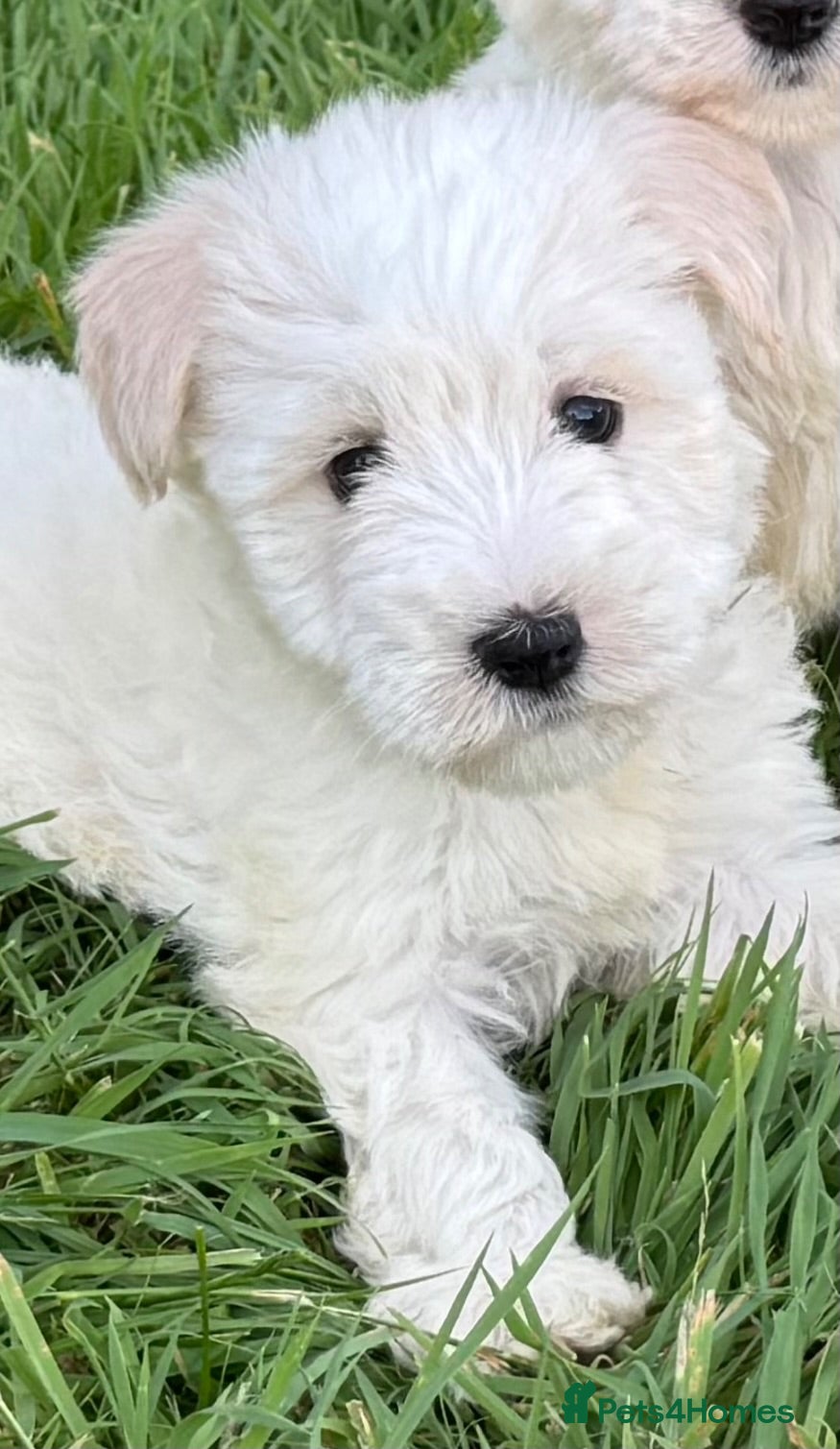 Miniature Schnauzer dogs Stunning, healthy BVA/MAC screened mini schnauzers - Advert 2