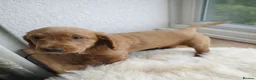Cockapoo dogs for sale: Cockerpoo f2 - Advert 3