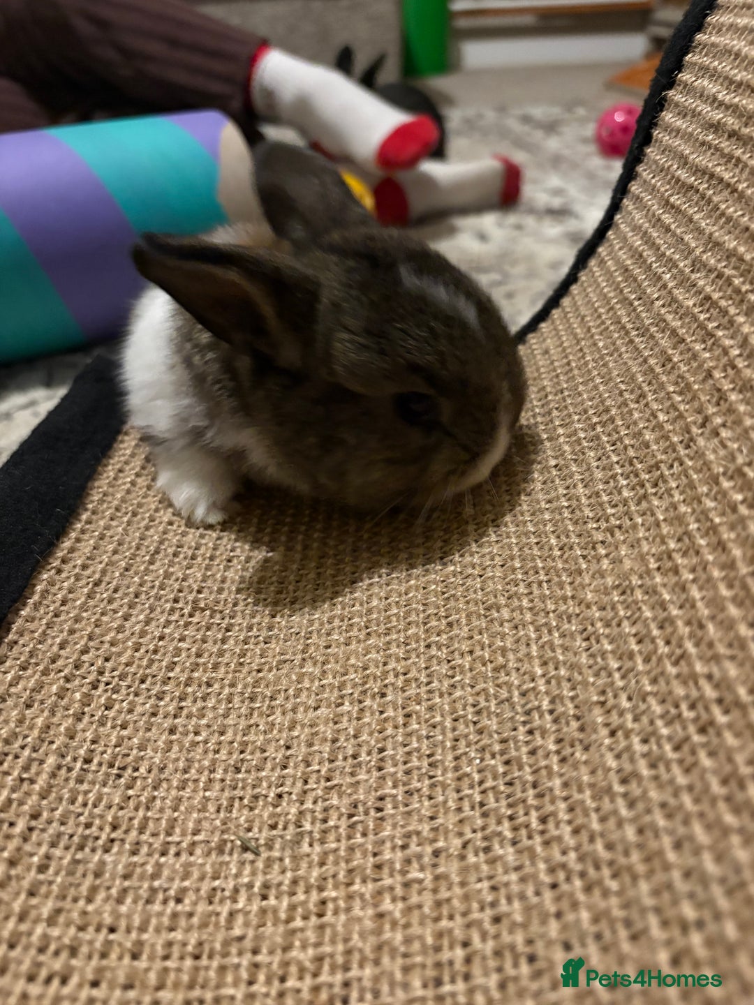 Mixed Breed rabbits for sale: 4X Mini Buns Netherland dwarf with French Lop - Advert 9