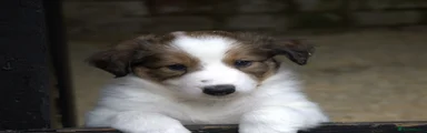Welsh Collie Puppy 3