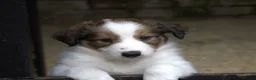 Welsh Collie dogs for sale: Three Welsh collie girls, rough coated - Advert 2