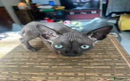 Sphynx cats for sale: Chocolate Canadian Sphynx boy - Advert 5