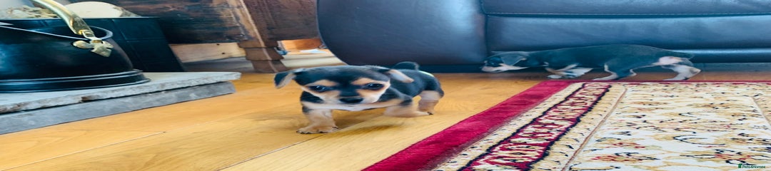 Jack Russell Puppy 1