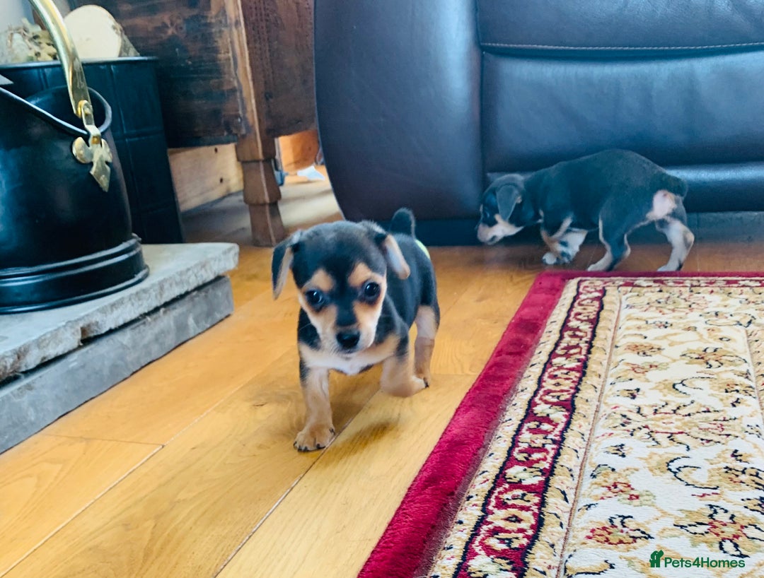 Jack Russell dogs for sale: Outstanding miniature Jack Russell puppies  - Image 8