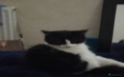 British Longhair cats for sale: Big boy - Image 3