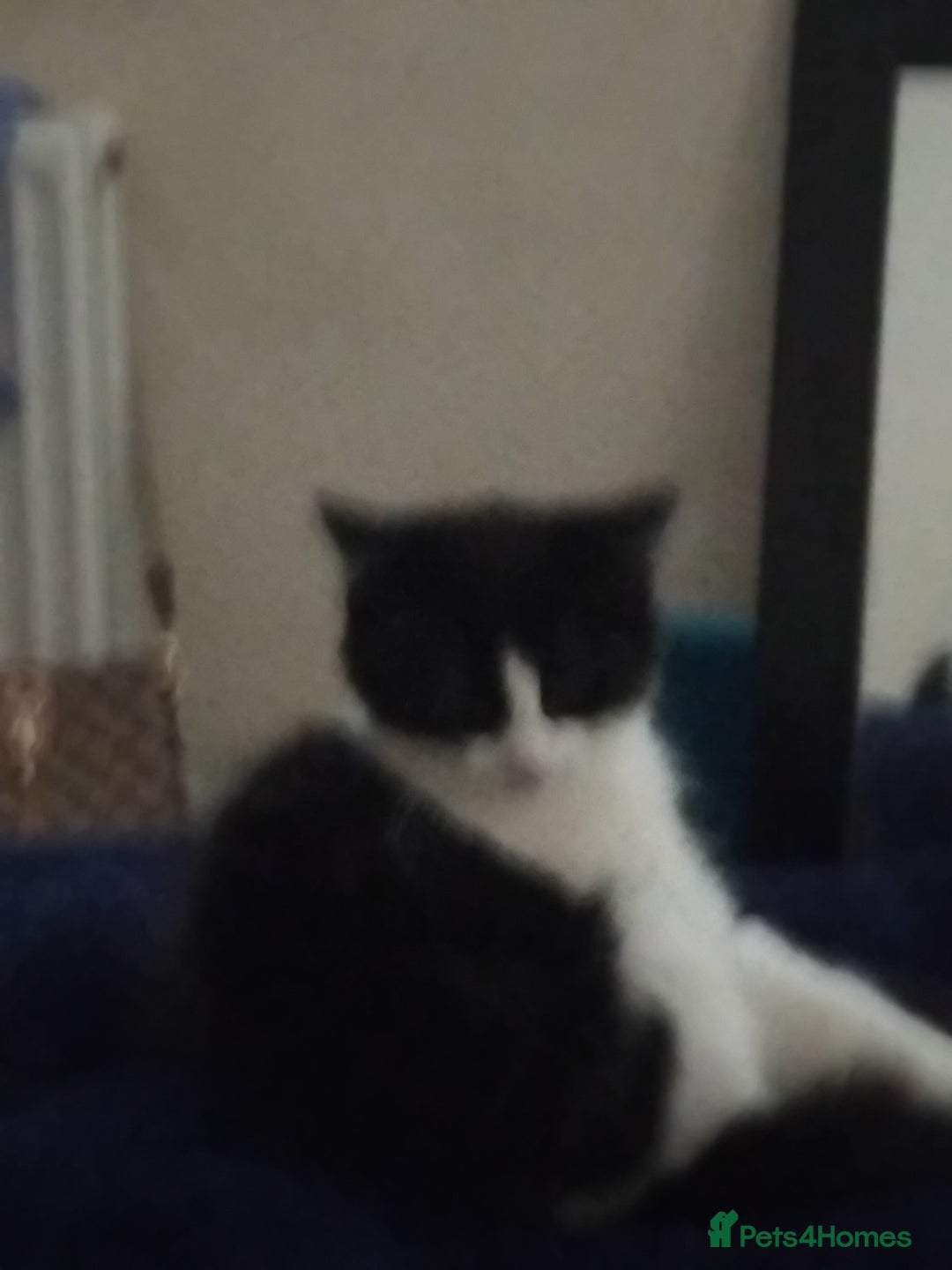 British Longhair cats for sale: Big boy - Image 3