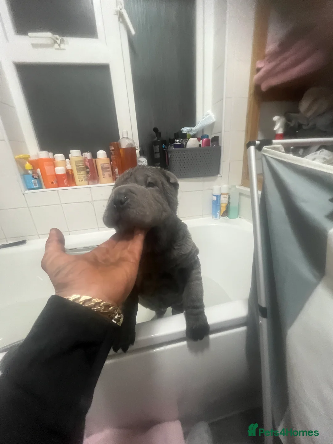 Shar Pei dogs for sale: Mr grey  in Kidderminster - Advert 1