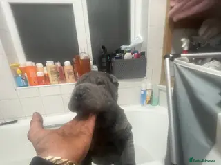 Shar Pei dogs Mr grey in Kidderminster - Advert 1