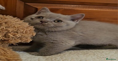 British Shorthair cats - Advert 7