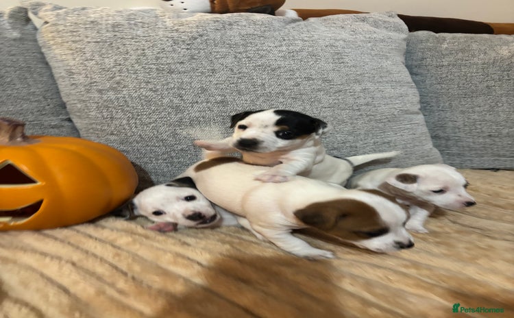 Jack Russell dogs - Advert 16