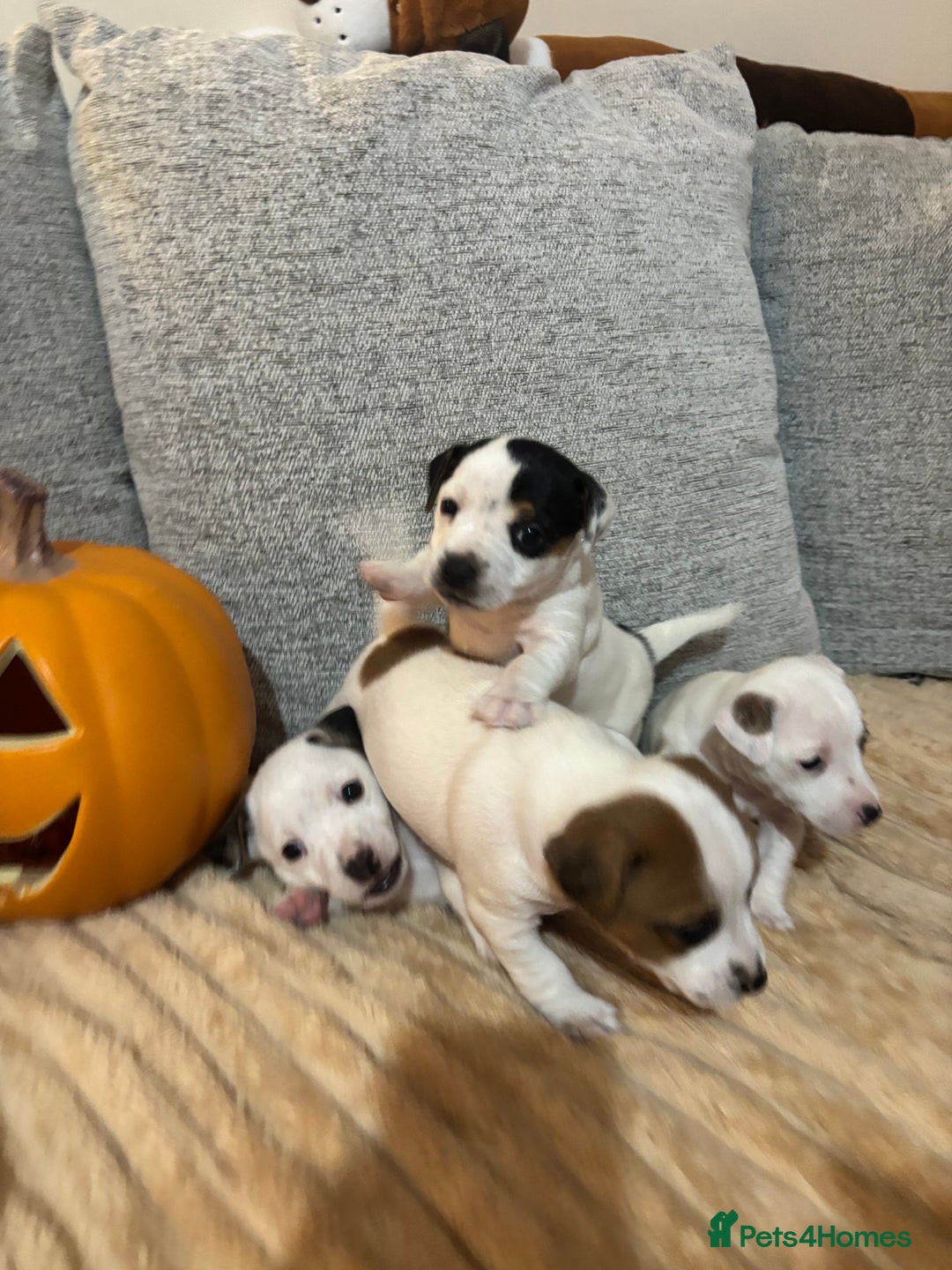 Jack Russell dogs for sale: Beautiful, big and healthy jack Russell pups - Image 1