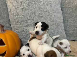 Jack Russell dogs - Advert 6