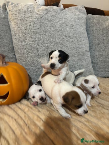 Jack Russell dogs - Advert 1