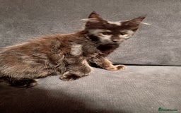Maine Coon cats for sale: Adorable Maine Coon kittens in Manchester - Image 8