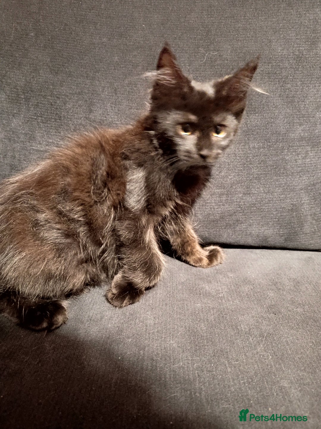 Maine Coon cats for sale: Adorable Maine Coon kittens in Manchester - Image 8