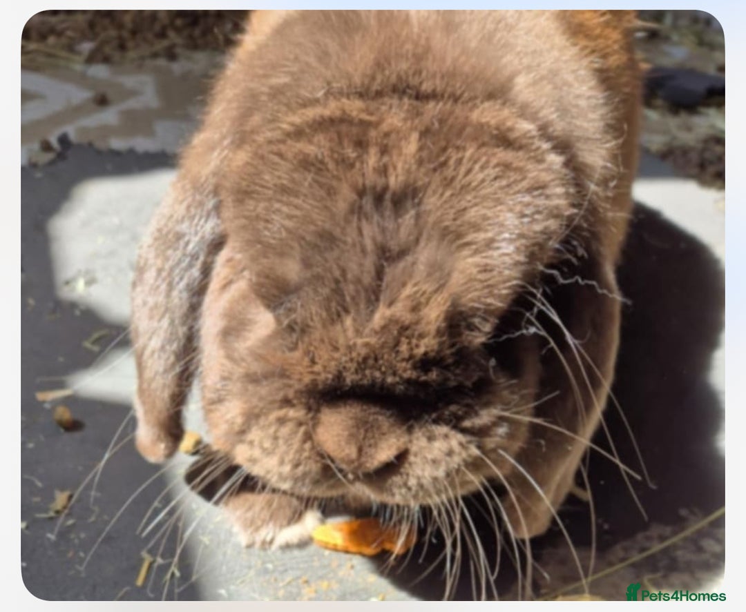 Mini Lop rabbits for sale: 2 male bunnies for sale - Image 4