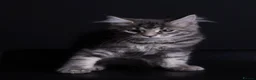 Maine Coon cats for sale: Maine coon kitten Juliet “juju” - Advert 4