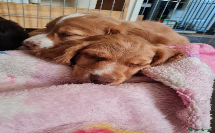 Sprocker dogs - Advert 13