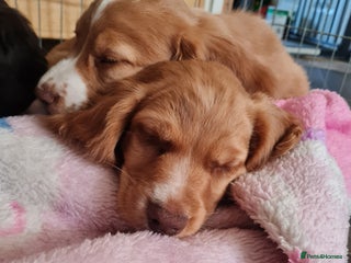 Sprocker dogs - Advert 11