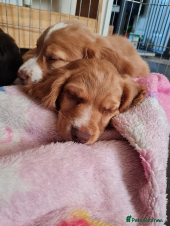 Sprocker dogs - Advert 13