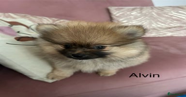 Pomeranian dogs Pomeranian puppies - Advert 8