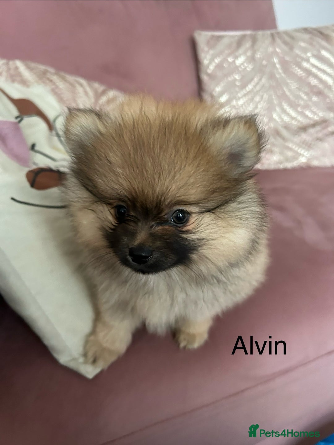 Pomeranian dogs for sale: Pomeranian puppies - Advert 2