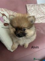 Pomeranian dogs Pomeranian puppies - Advert 8