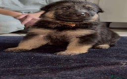 Shepsky dogs for sale: Beautiful puppies  - Image 10