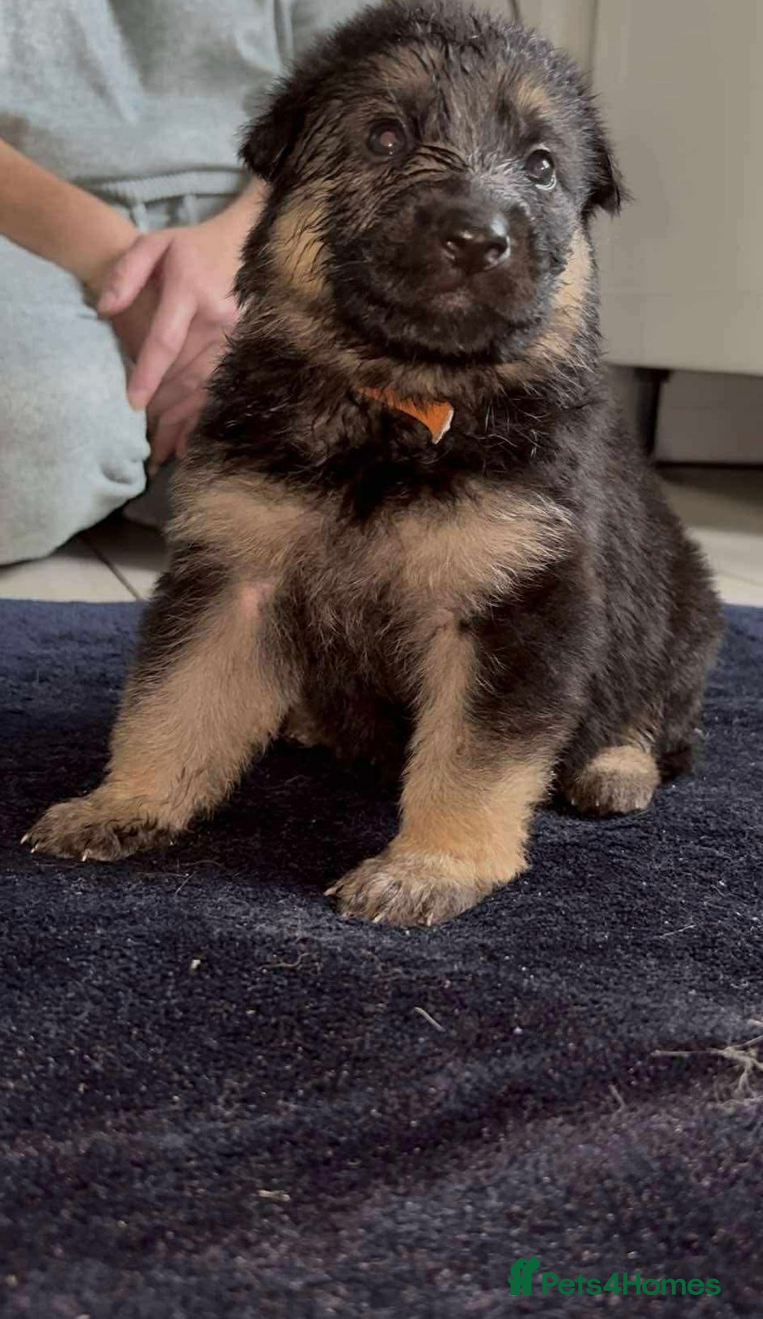 Shepsky dogs for sale: Beautiful puppies  - Image 10