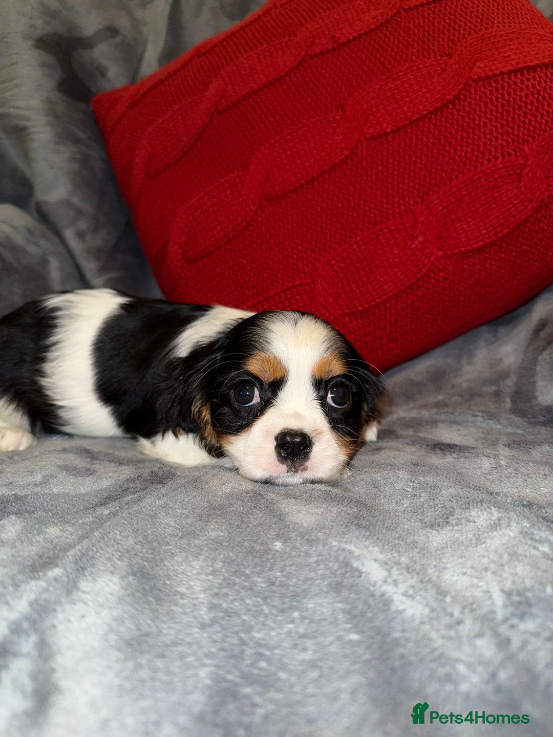Cavalier King Charles Spaniel dogs for sale: 💙🩵Stunning Tri cavalier Boys 💙🩵 - Advert 8