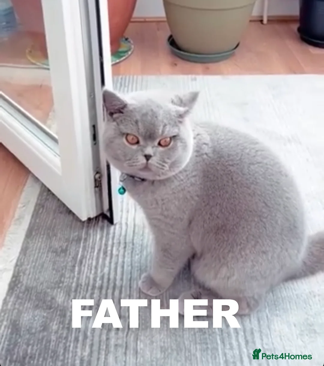 British Shorthair cats for sale: READY TO GO STUNNING BRITISH SHORT HAIRS GCCF  in London - Advert 3