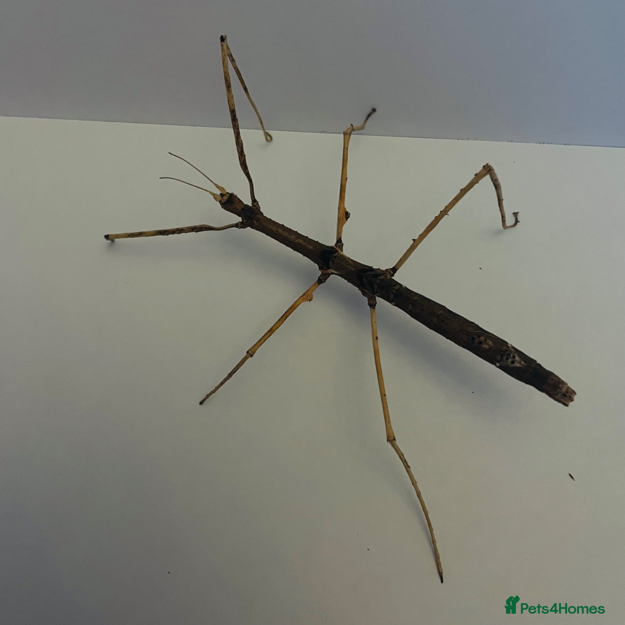 Stick Insects invertebrates 6 Thai beauty stick insects for new homes  - Advert 12