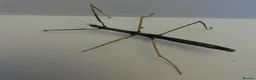 Stick Insects invertebrates for sale: 6 Thai beauty stick insects for new homes  - Advert 1