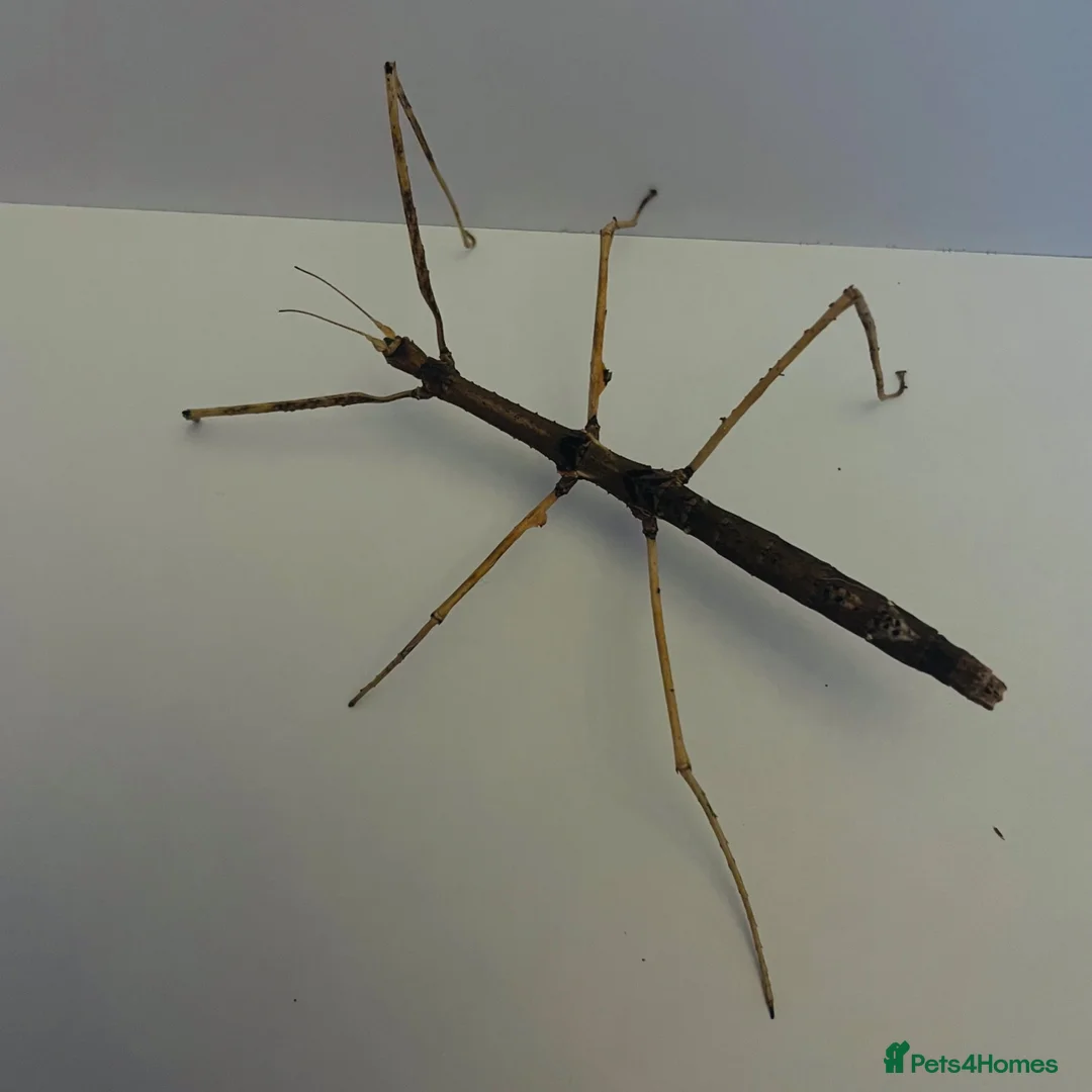 Stick Insects invertebrates for sale: 6 Thai beauty stick insects for new homes  - Advert 1