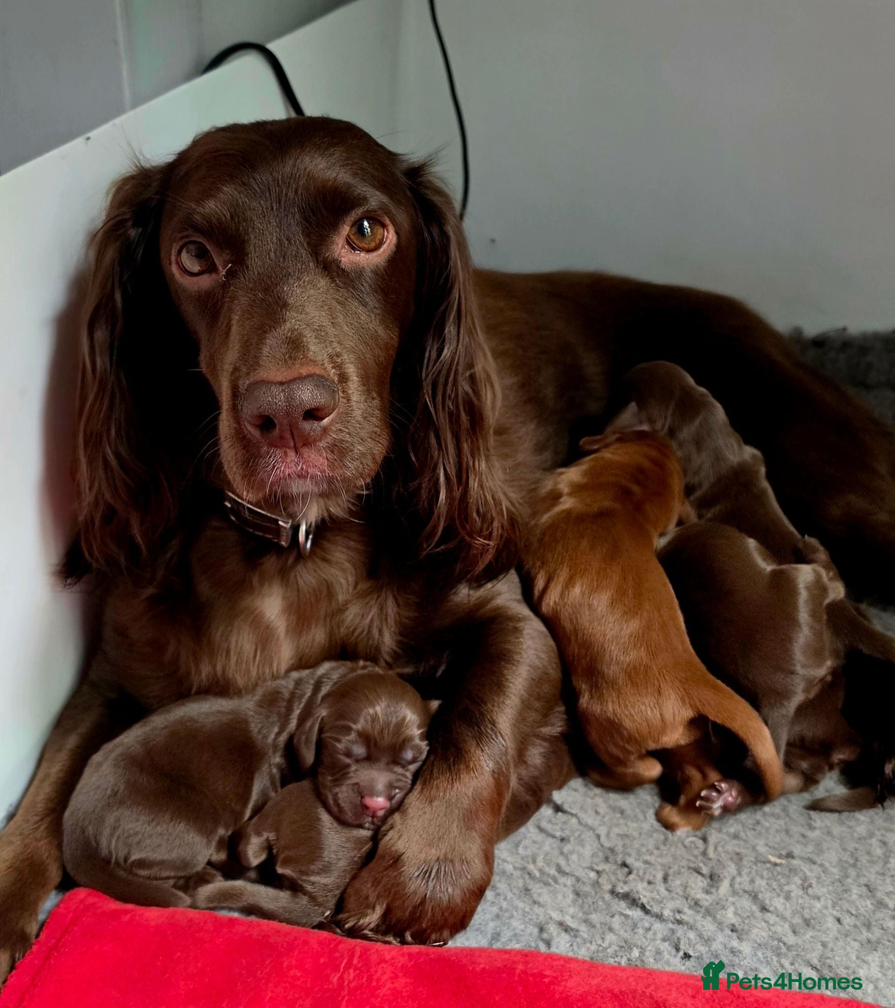 Cocker Spaniel dogs   KC REG Working Chocolate spaniels babies - Advert 1