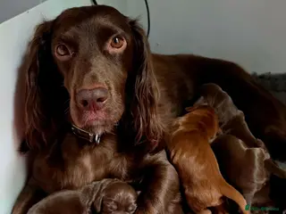 Cocker Spaniel dogs KC REG Working Chocolate spaniels babies - Advert 1