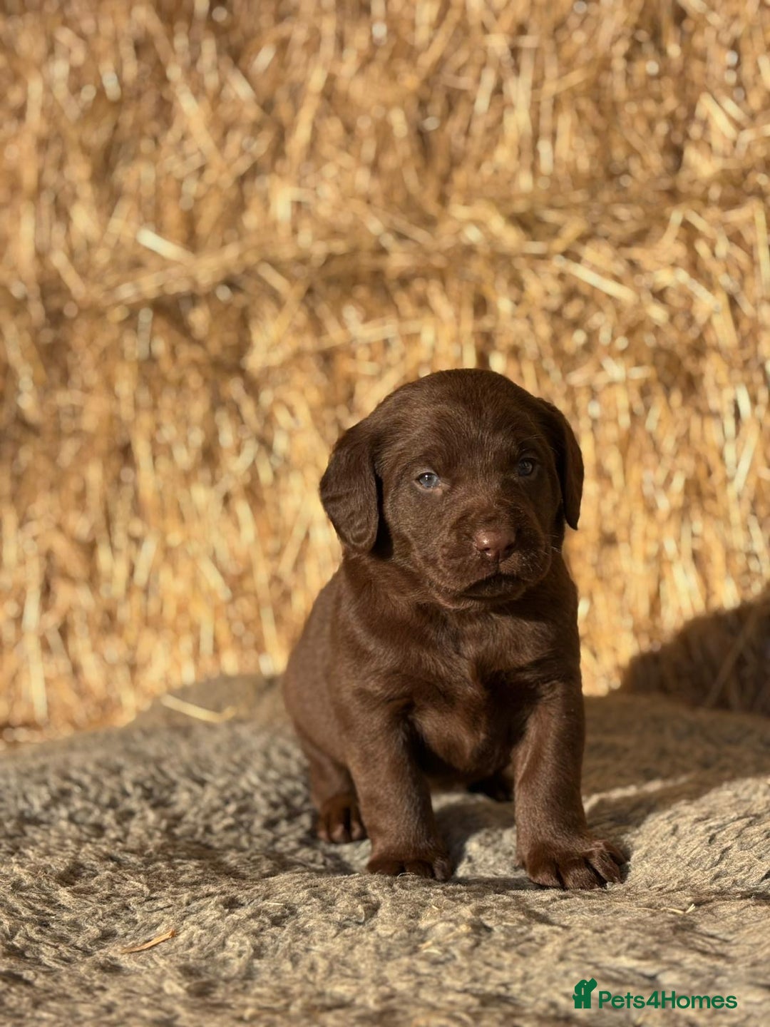 Springador dogs for sale: Springador Puppies - Advert 7