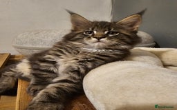 Maine Coon cats for sale: Pedigree Maine Coon boys from tested parents  - Image 1