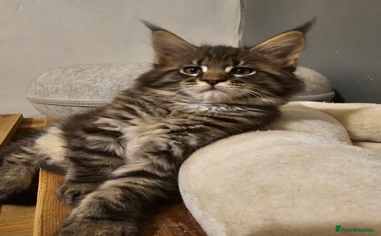 Maine Coon cats - Advert 12