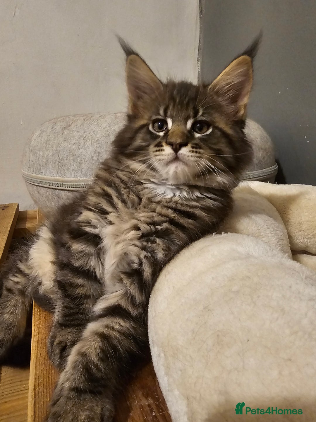 Maine Coon cats for sale: Pedigree Maine Coon boys from tested parents  - Image 1