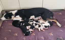 Border Collie dogs for sale: Adorable Border collie pups - Image 23