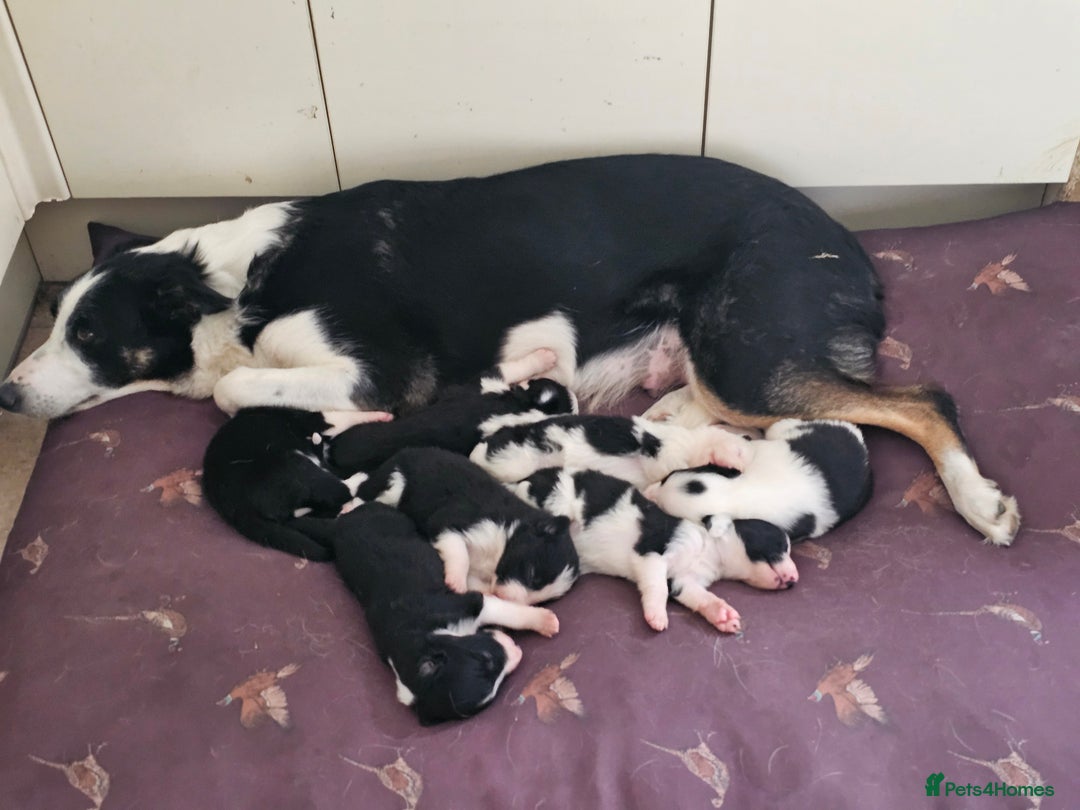 Border Collie dogs for sale: Adorable Border collie pups - Image 23