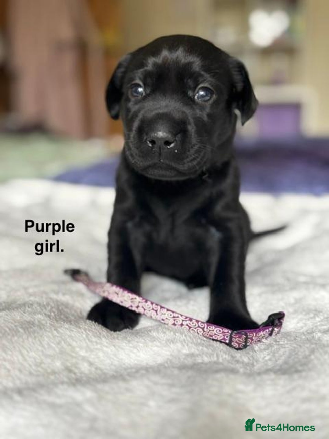 Labrador Retriever dogs for sale: Stunning litter of 8 Labrador puppies - Image 6